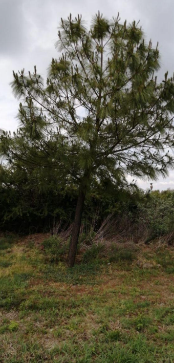 Venta de Terreno Fracc. Valle de Los Reyes/ Carrt. Lagos de Moreno/ Zona Norte León