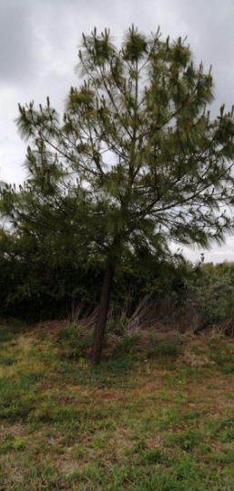 Venta de Terrenos Fracc. Valle de Los Reyes/ León Zona Norte / Salida Lagos de Moreno, Jal.